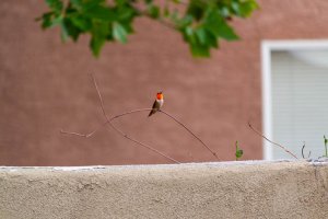 20200805HummingBirds029.jpg